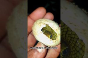 #ratsnake hatchlingsA rescued female rat snake #snake #animals #ratsnake #cobrasanke #venomouscobra