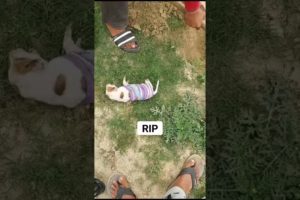 rip😥 #shorts #shortvideo #dog #puppy #rip #streetdogpuppies