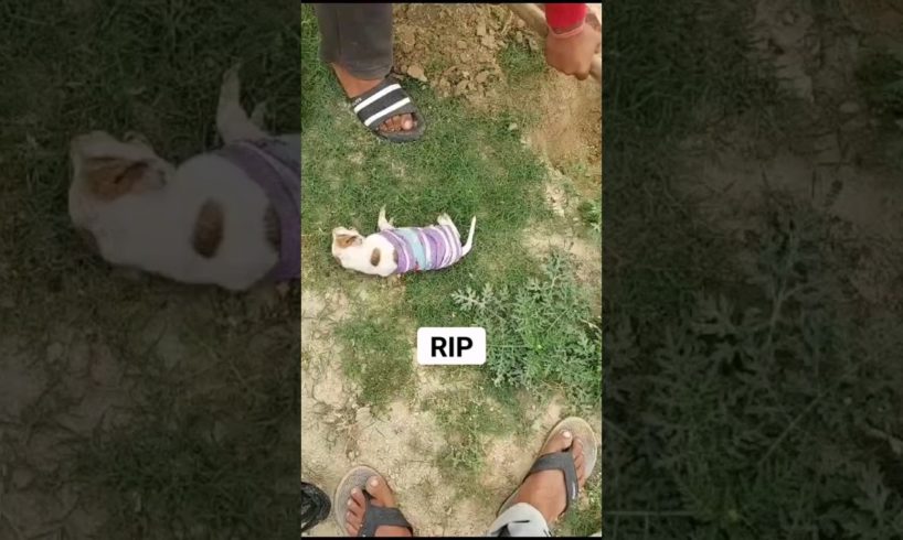 rip😥 #shorts #shortvideo #dog #puppy #rip #streetdogpuppies