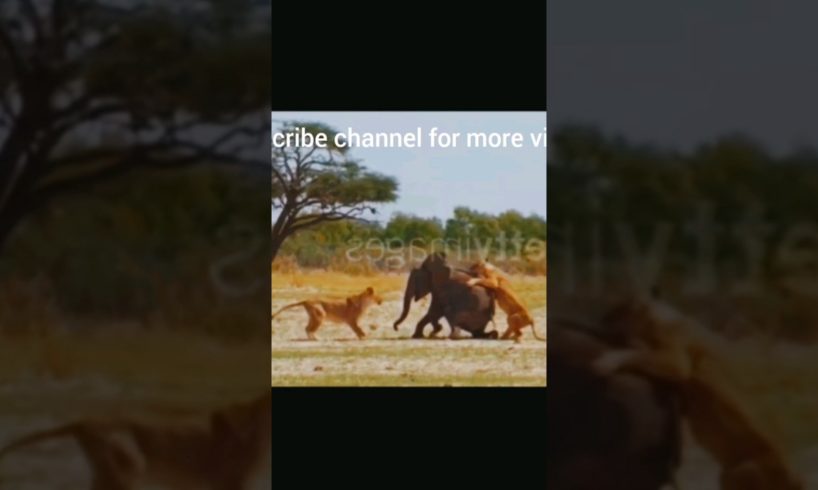 #shortsviral #shortsvideo #shorts#trendingnow wildlife animals amazing viral shorts videos#discovery