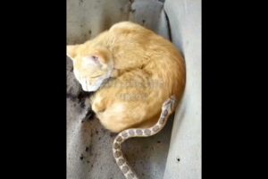 snake 🐍 scares sleeping cat 🐱 see 👀 | not bitten | shorts |animals | wait for it | cat |
