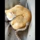 snake 🐍 scares sleeping cat 🐱 see 👀 | not bitten | shorts |animals | wait for it | cat |