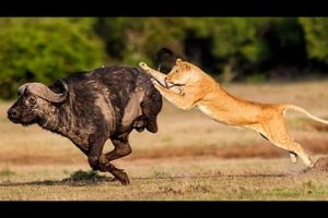 top 10 animal fights | pawerful buffalo | buffalo vs lion fight to death | animals fight