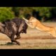 top 10 animal fights | pawerful buffalo | buffalo vs lion fight to death | animals fight