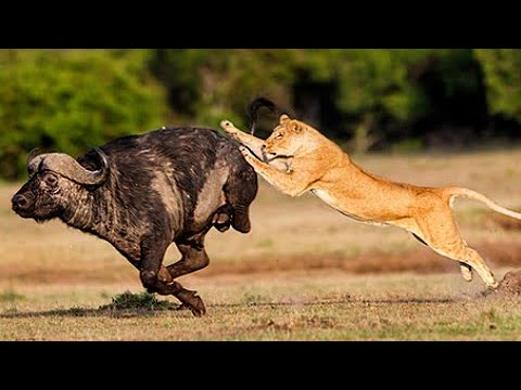 top 10 animal fights | pawerful buffalo | buffalo vs lion fight to death | animals fight