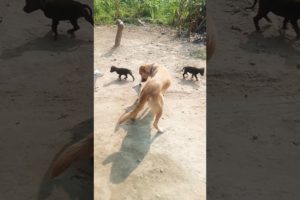 very cute puppy/ cute puppies 😍😍 #trending #dog #cutepetshow #viral #petloverplanet #cutepet #puppy