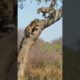 what happened at the end #shorts #viral #leopard #wildlife #animals #fight