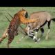 when animals messed with wrong opponent।animal fights#animalfights