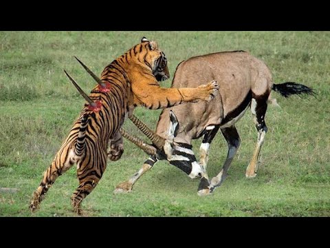 when animals messed with wrong opponent।animal fights#animalfights