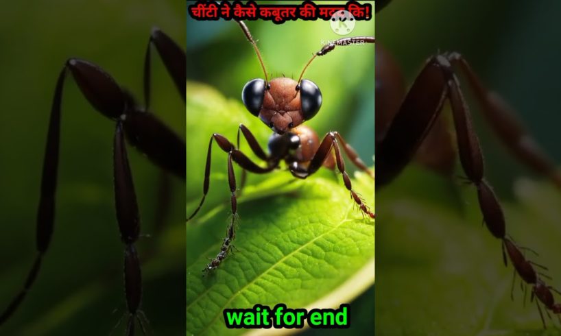 चींटी और कबूतर की कहानी! #story #short#hindistories