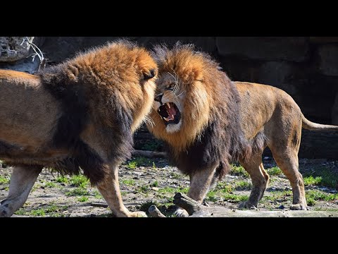 जानवरों की सबसे भयानक लड़ाई | 10 Most Dangerous Wild Animal Fights