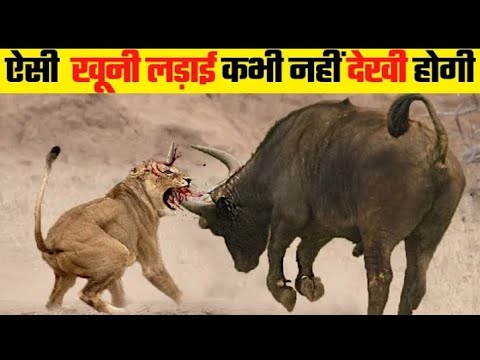 जानवरों की सबसे भयानक लड़ाई | Most Dangerous Wild Animal Fights