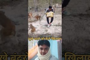 भूखे बंदरो को केले खिलाया #shorts #animal #viral
