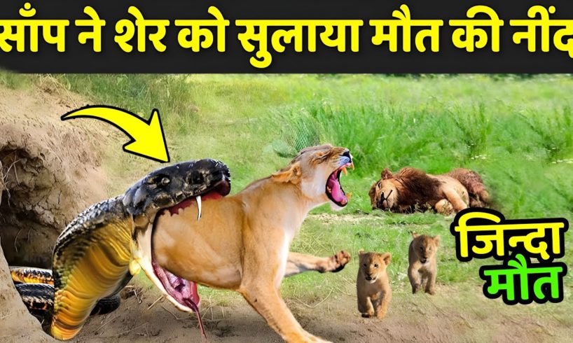 साँप ने शेर को सुलाया मौत के नींद | Wildlife Animals Fighting Videos