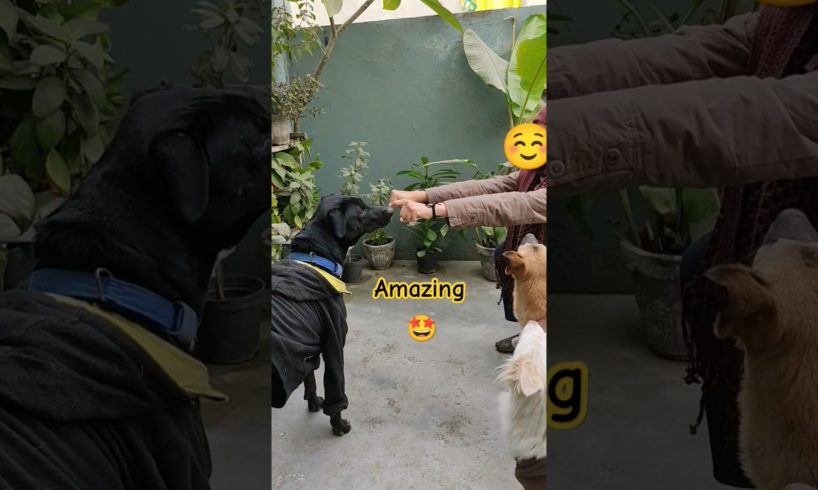 03 Dogs playing with me š±š± #dog #dog lover #animals #playing #game