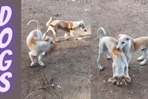 07 Minutes of the World's CUTEST Puppies! 🐶💕