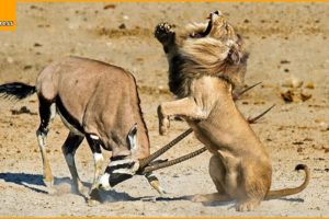10 Horrific Moments When Deadly Horns Crush Predators | Wild Animal