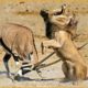 10 Horrific Moments When Deadly Horns Crush Predators | Wild Animal