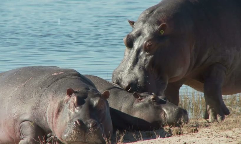 10 Most Dangerous Wild Animal Fights