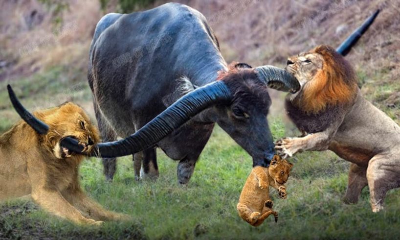 12 Craziest Wild Animal Fights of All Time 2024| Lion VS Buffalo