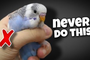 12 Things You Should Never Do to Your Budgie