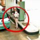 Total Idiots At Work Got Instant Karma ! Best Fails of the Week #29
