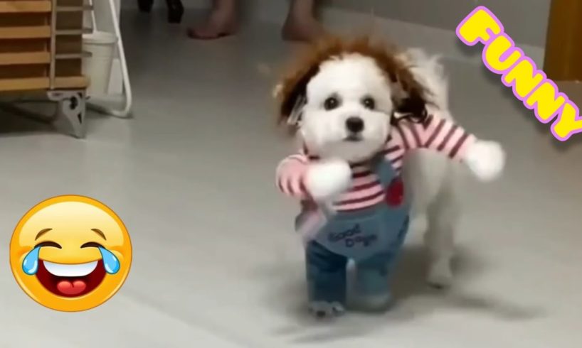 Fails of the Week 2024 😂 Funniest Pets 🐈 Funny and Cute Animals 😹 Dogs And Cats Videos 🐕 Funny Fails