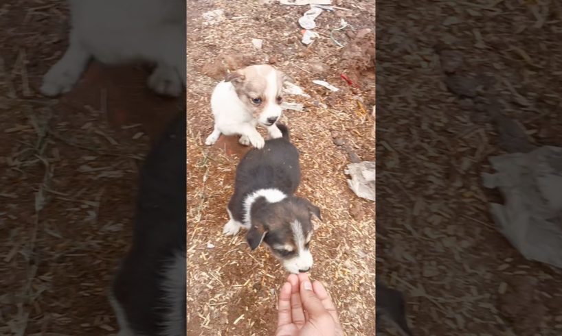 street puppies🐕🐶#cute #puppies #animal #doglover #help #viral#shorts🐕🐶