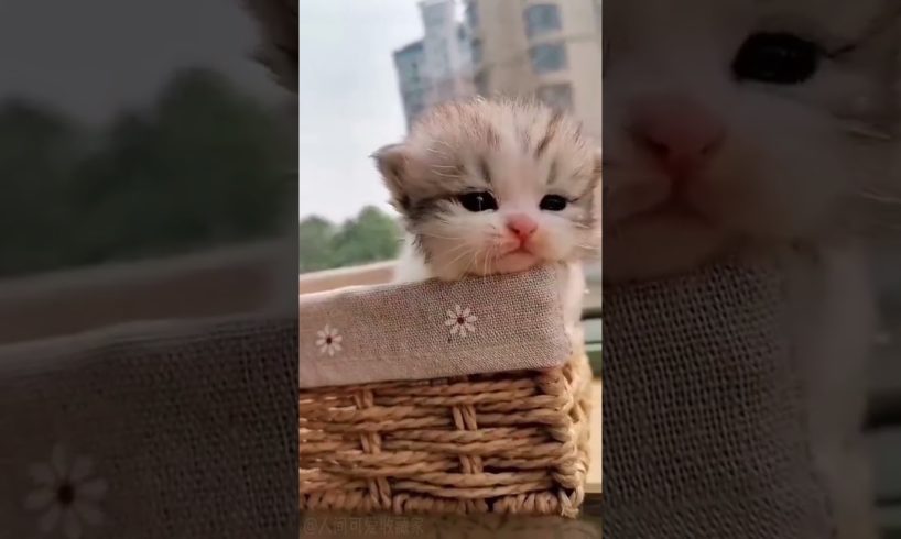 #tiktok #cure #cutecats #shorts #cutepets #cricket #cricket #cutest #funny #kitten #new #pets #cat