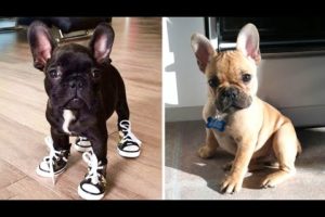 You Would Want a French Bulldog's after Finishing this Video - Funny and Cute French Bulldog's