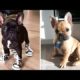 You Would Want a French Bulldog's after Finishing this Video - Funny and Cute French Bulldog's
