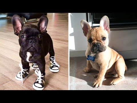 You Would Want a French Bulldog's after Finishing this Video - Funny and Cute French Bulldog's