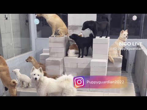 Cute Dog Collection, The World’s Cutest Puppies 🐶, Cutest Dogs Video Compilation Ever