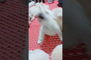 Cute puppies 🐶 #dog #dogs #doglover #puppy #puppies #pets #pet #cutedog #shorts