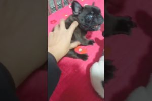 Cute puppies 🐶 #dog #dogs #doglover #puppy #puppies #pets #pet #cutedog #shorts