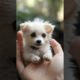 Cute puppies 😍 #dog #cute #pets #puppy #love