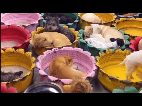 Cute Dog Collection, The World’s Cutest Puppies 🐶, Cutest Dogs Video Compilation Ever