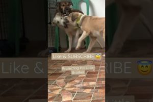 2022| BRAVE FEMALE DOG STOPPED TWO DOGS PLAYING HARD #shorts #dogs #animals #puppy #pets #doglover