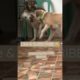 2022| BRAVE FEMALE DOG STOPPED TWO DOGS PLAYING HARD #shorts #dogs #animals #puppy #pets #doglover