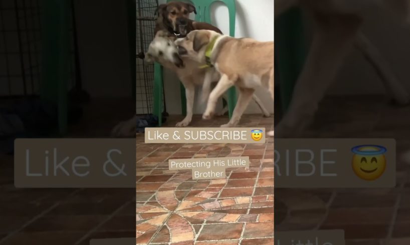 2022| BRAVE FEMALE DOG STOPPED TWO DOGS PLAYING HARD #shorts #dogs #animals #puppy #pets #doglover