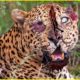 25 Bad Moments Leopards Get Injured While Picking The Wrong Prey, What Happens Next? | Animal Fight