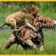 30 Moments Leopards Show Their Power Fights With 100 Baboons To Avenge Cub | Animal Fights