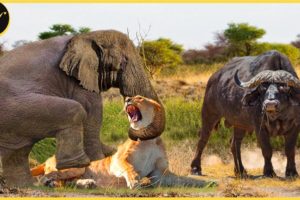 30 Moments Of Elephants, Lions And Buffaloes Fighting Each Other | Lion vs Elephant
