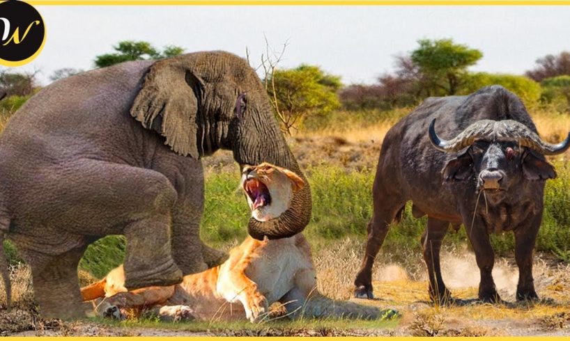 30 Moments Of Elephants, Lions And Buffaloes Fighting Each Other | Lion vs Elephant