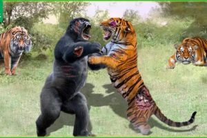 30 Terrifying Battle Of Gorillas And Tigers | The Terrifying Duel In The Jungle | Animal Fight