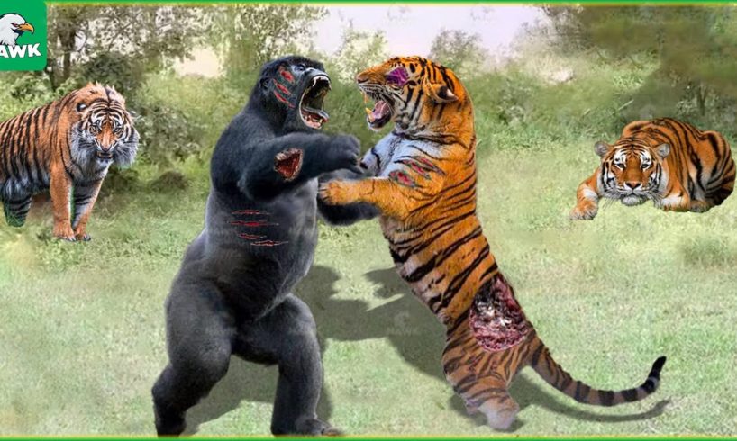 30 Terrifying Battle Of Gorillas And Tigers | The Terrifying Duel In The Jungle | Animal Fight
