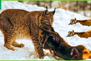 30 Tragic Moments! Hunting Moments Of Lynx's And Bobcats | Animal Fight