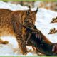 30 Tragic Moments! Hunting Moments Of Lynx's And Bobcats | Animal Fight