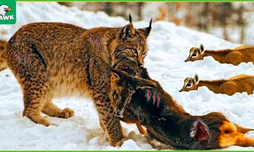 30 Tragic Moments! Hunting Moments Of Lynx's And Bobcats | Animal Fight