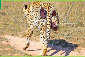 30 Tragic Moments! Leopards Were Seriously Injured When They Chose The Wrong Prey | Wild Animals